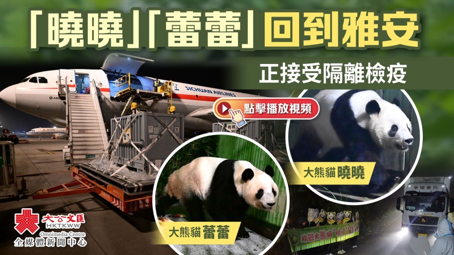 （有片）大熊貓「曉曉」「蕾蕾」回到雅安　目前正接受隔離檢疫