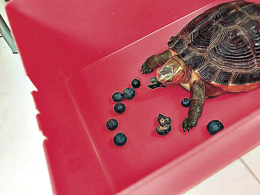 ■食：藍莓好滋味！