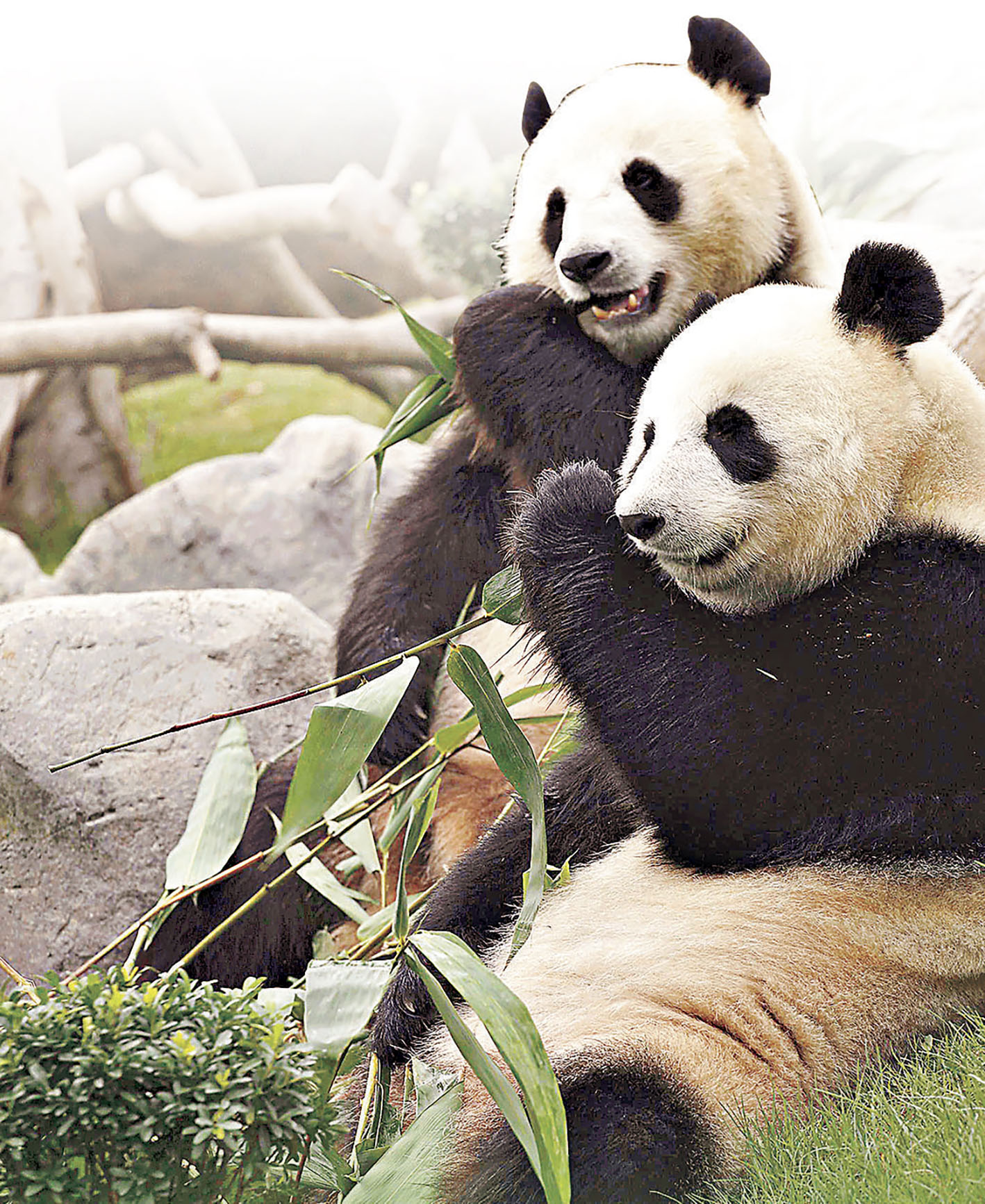 ■盈盈和樂樂同為15 歲，十年前開始嘗試自然交配。