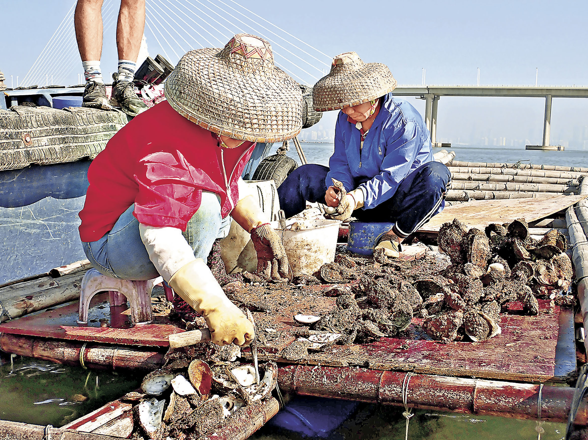 ■后海灣蠔民亦積極參與計劃。