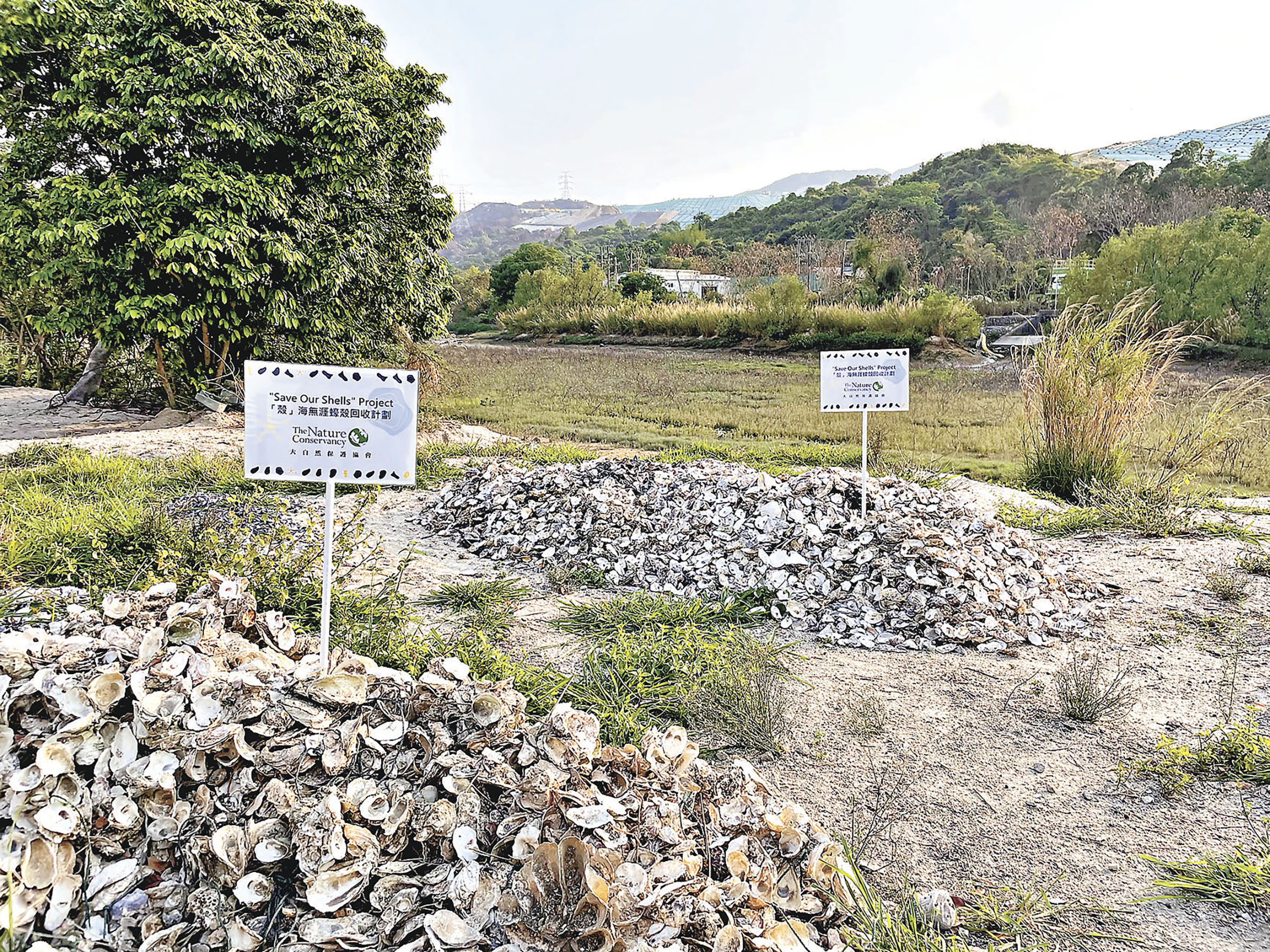 ■蠔殼運送到回收點，長時間暴曬滅菌。