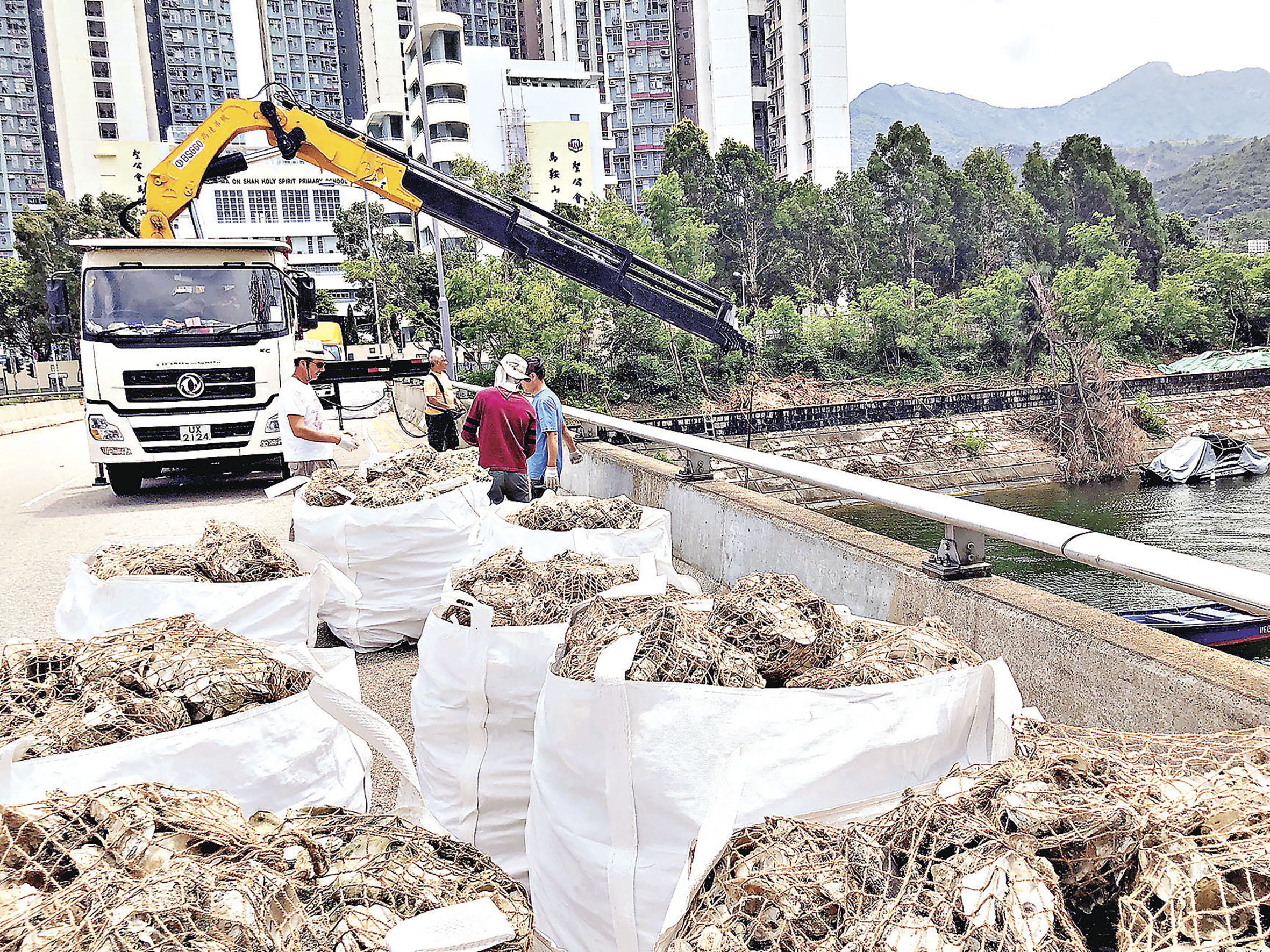 ■經處理的回收蠔殼，放置到TNC的蠔礁修復試點水域。