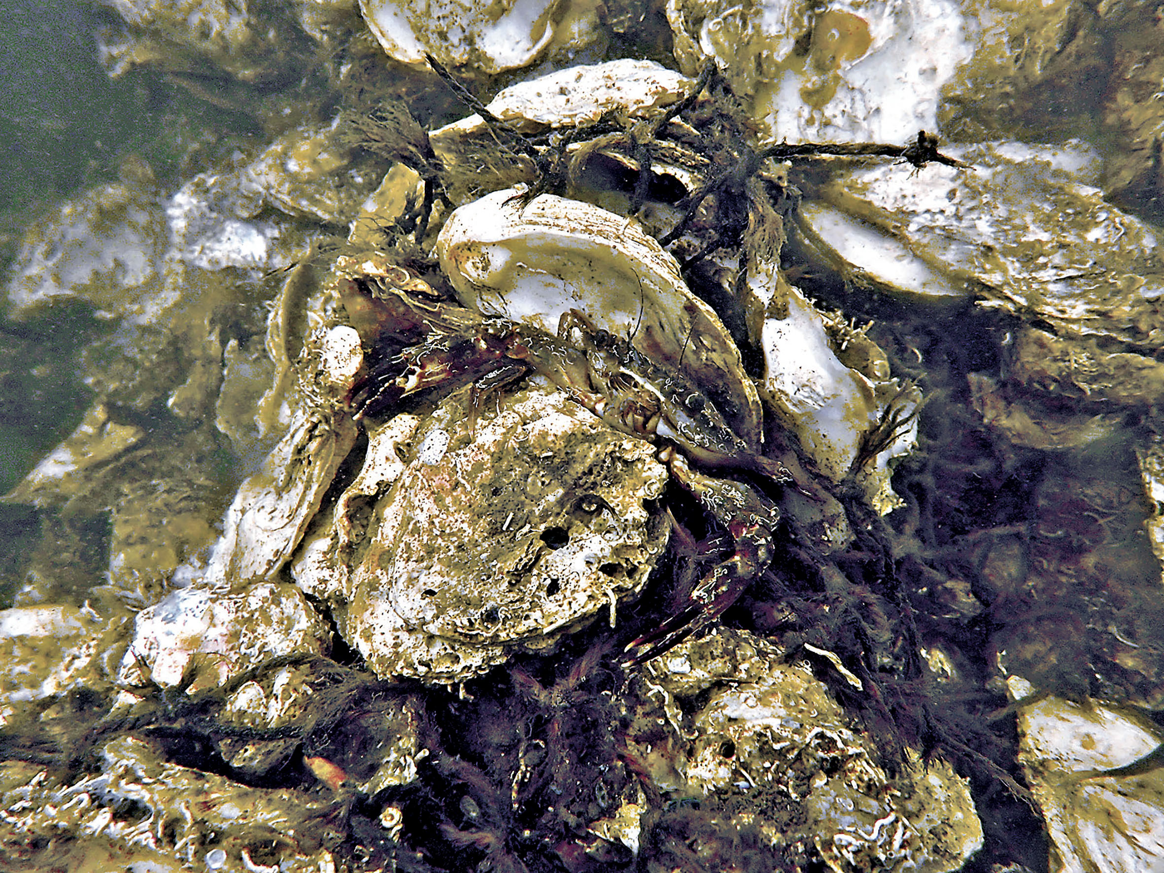 ■蠔礁成為海洋生物的覓食地及育苗地點，如圖中這隻細小的蟹。