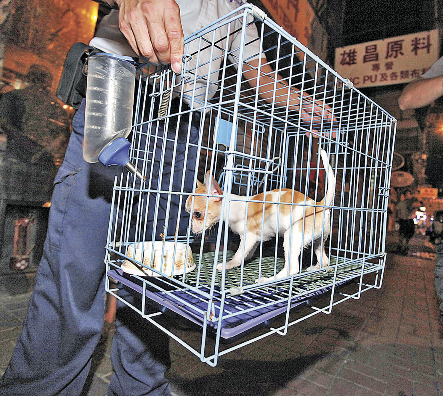 ■受虐幼犬瘦骨嶙峋