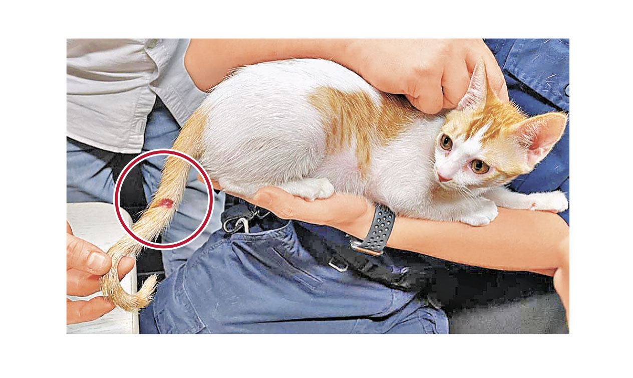 ■被利器割傷尾部的短毛幼貓