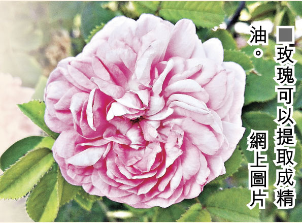 ■玫瑰可以提取成精油。 網上圖片
