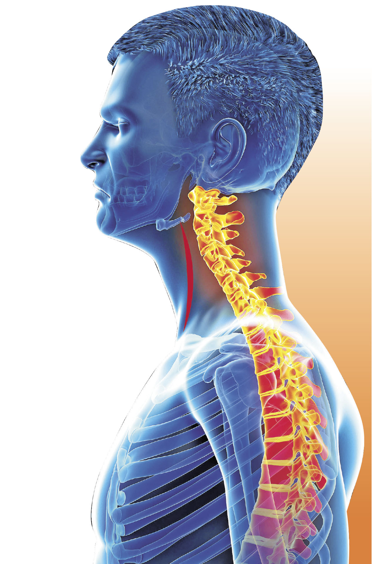 ■頸椎原本應呈C字形的。