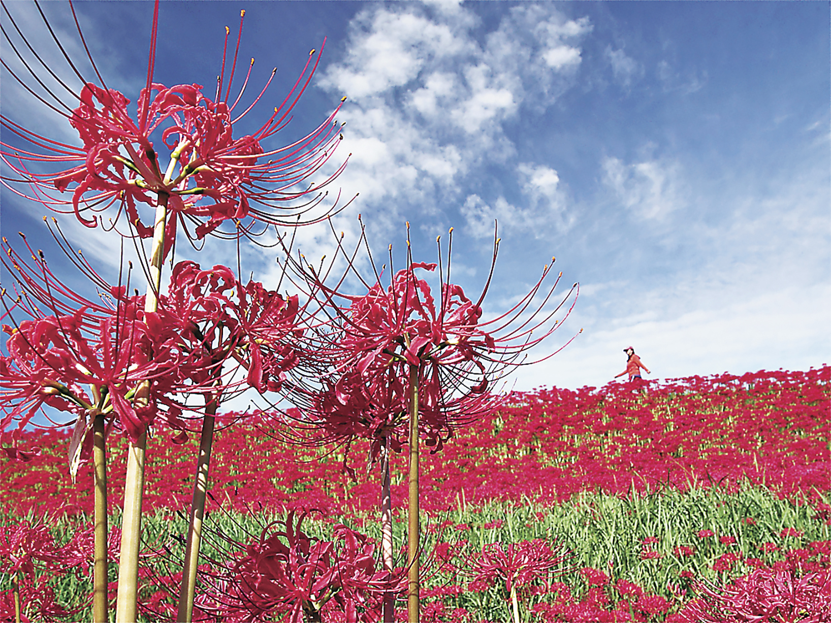 ■彼岸花又稱為曼珠沙華。