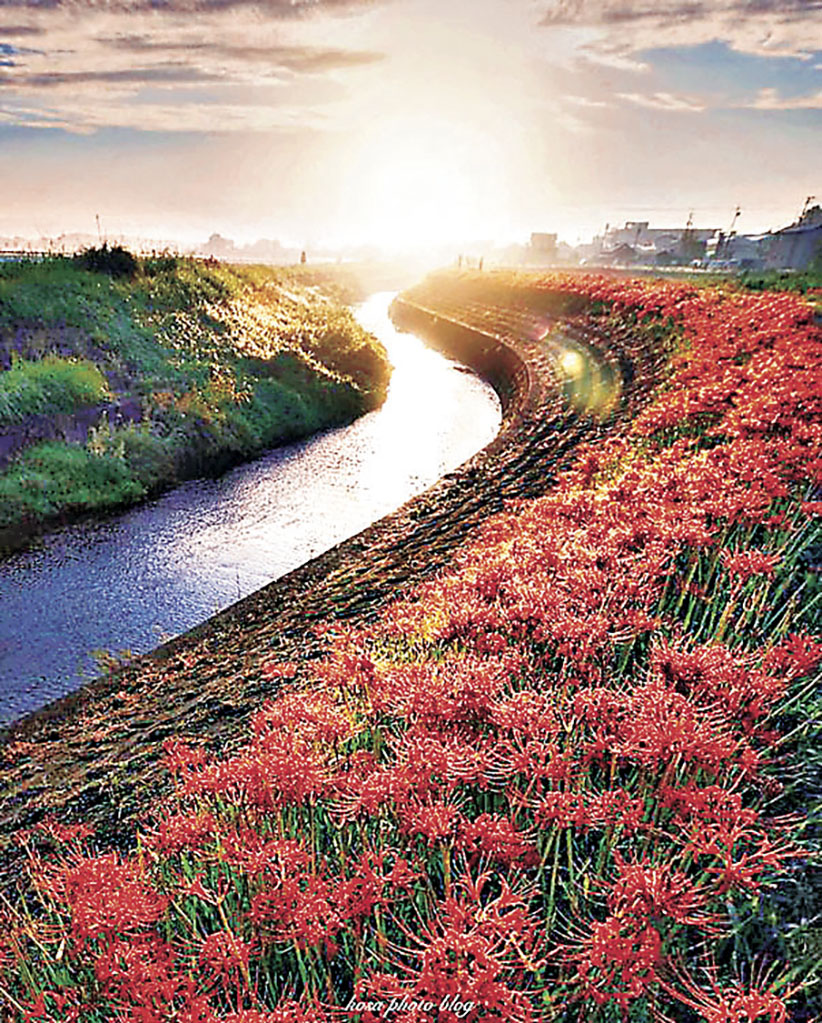 ■矢勝川沿岸有300萬朵彼岸花盛開。