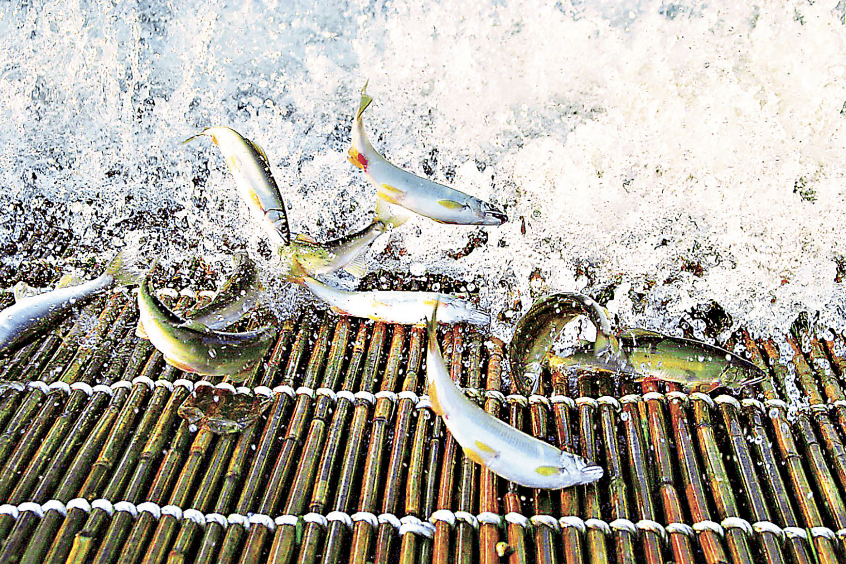 ■每年秋天，成千上萬的鮎魚就會在白鷹町的大河逆流而上。