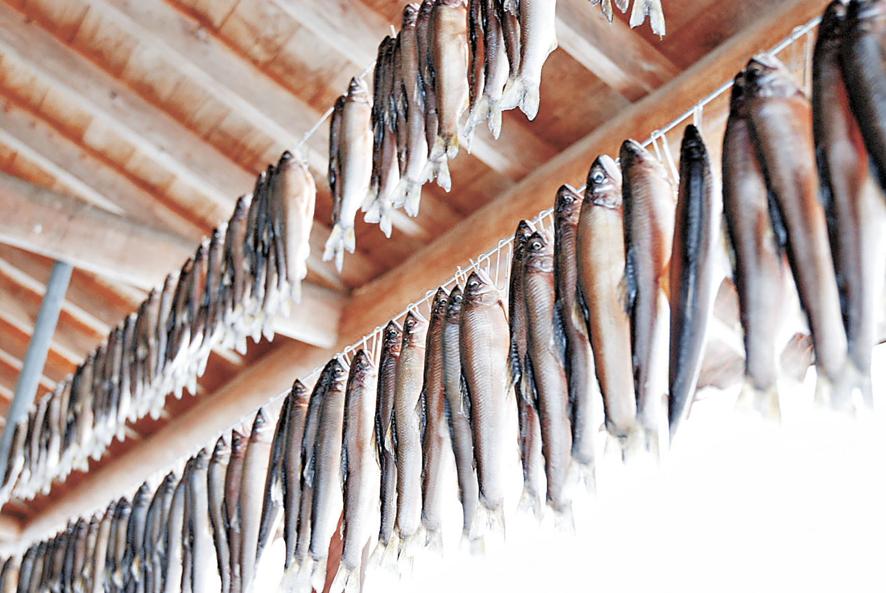 ■居民把捉到的一條條鮎魚掛起。