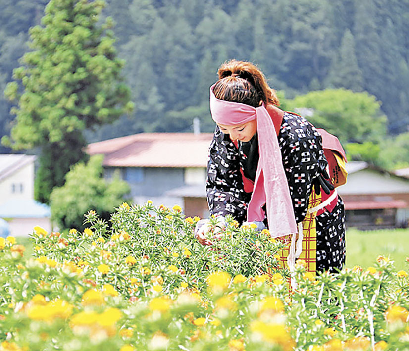 ■白鷹町的傳統民間手工藝就是圖中少女所戴的粉紅色頭巾。