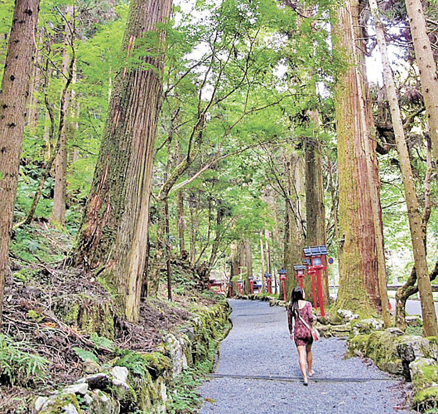 ■樹林控可以一邊行山，一邊享受茂林景色。