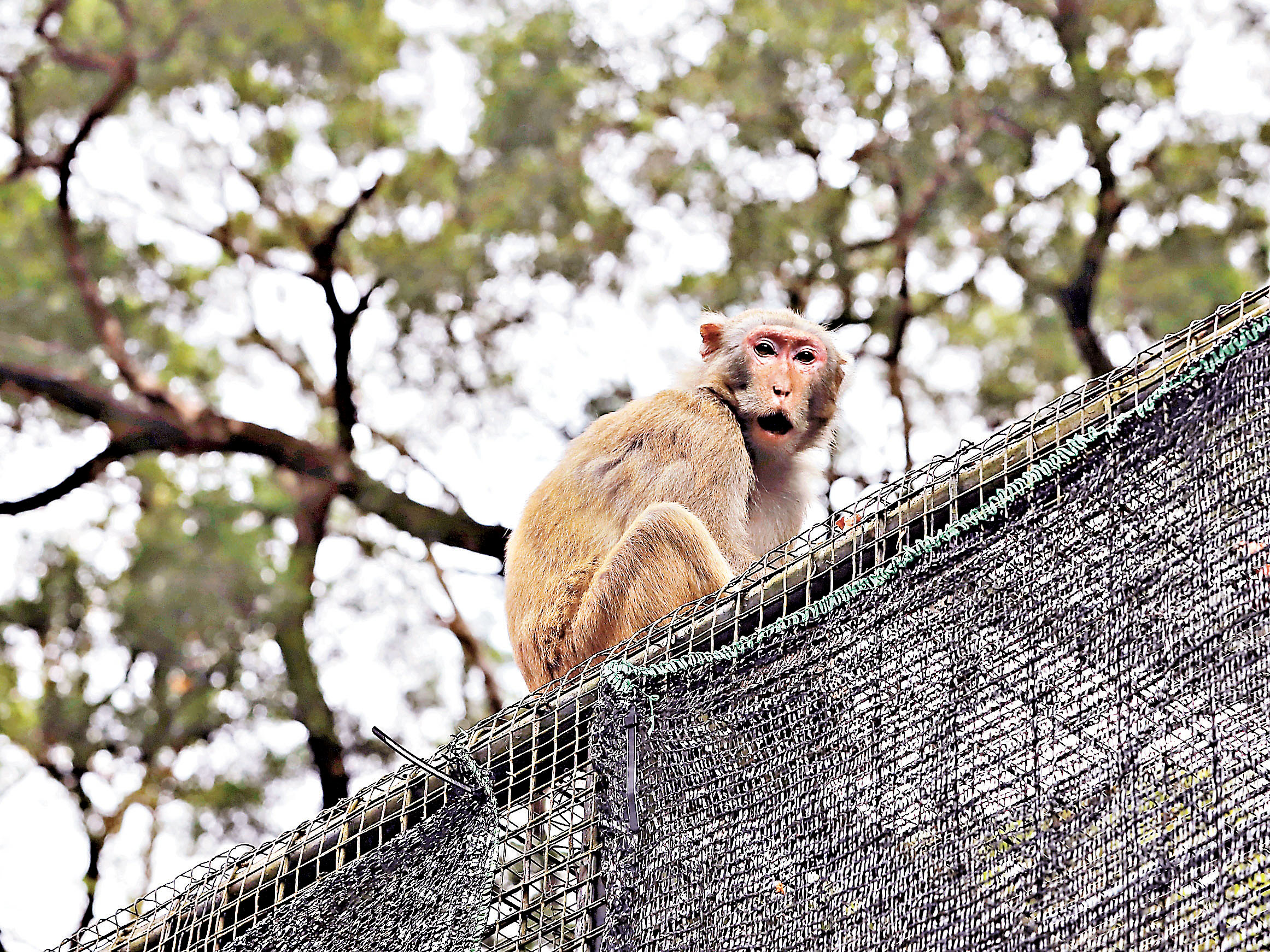 ■獼猴「烏烏」
