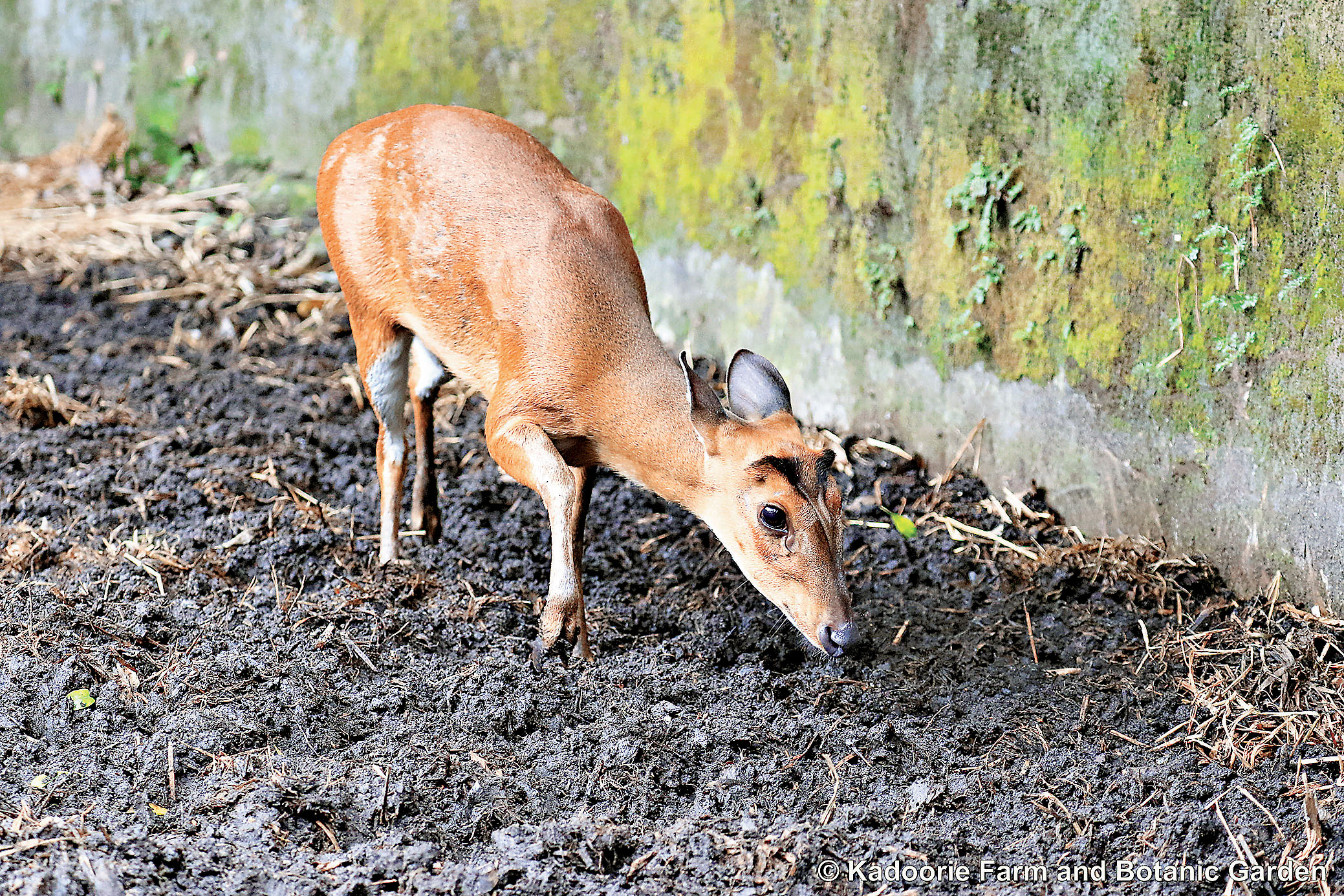 ■雌性赤麂「莎紗」