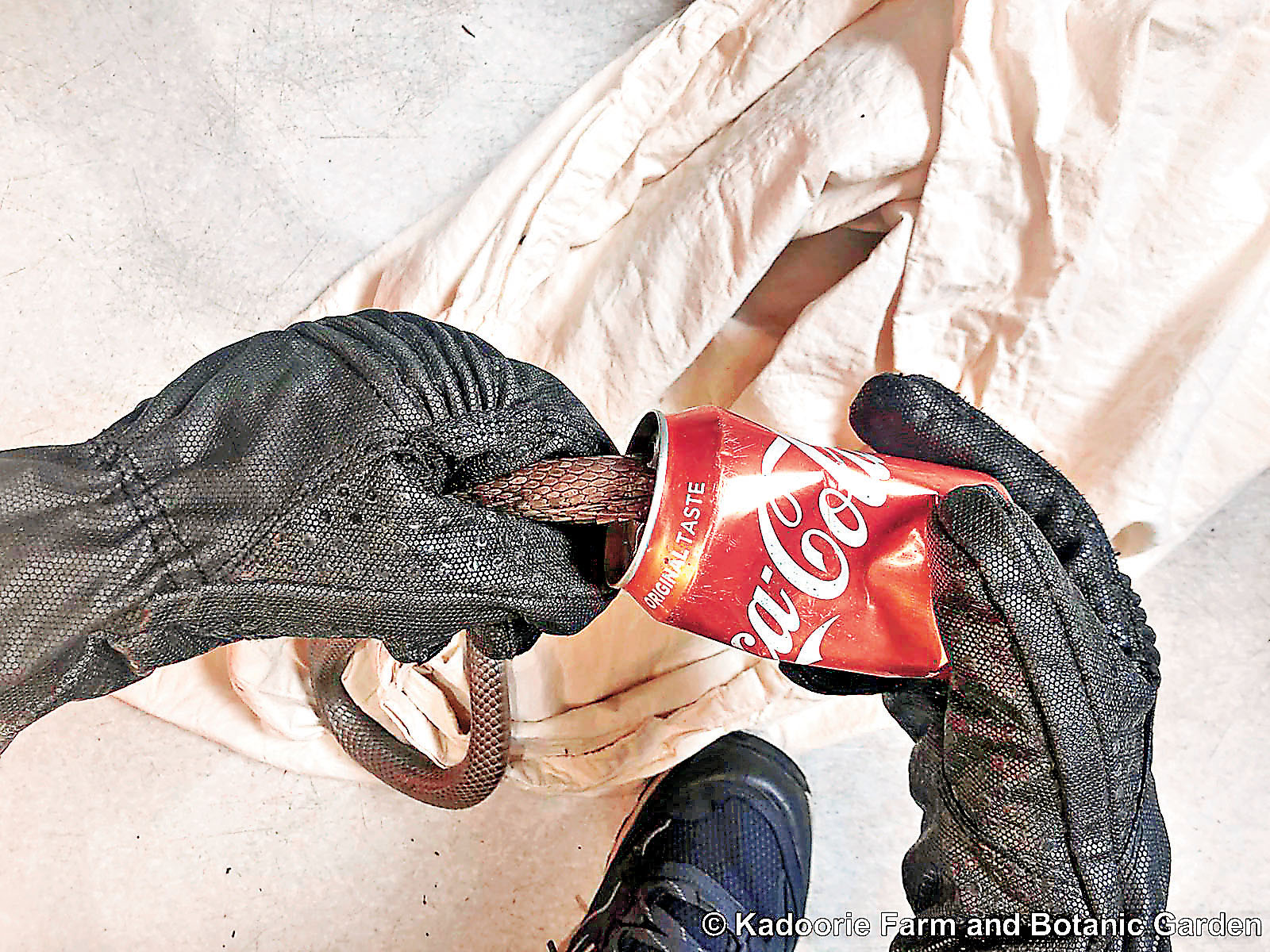 ■Aiko難忘拯救被困汽水罐的年幼中華眼鏡蛇。