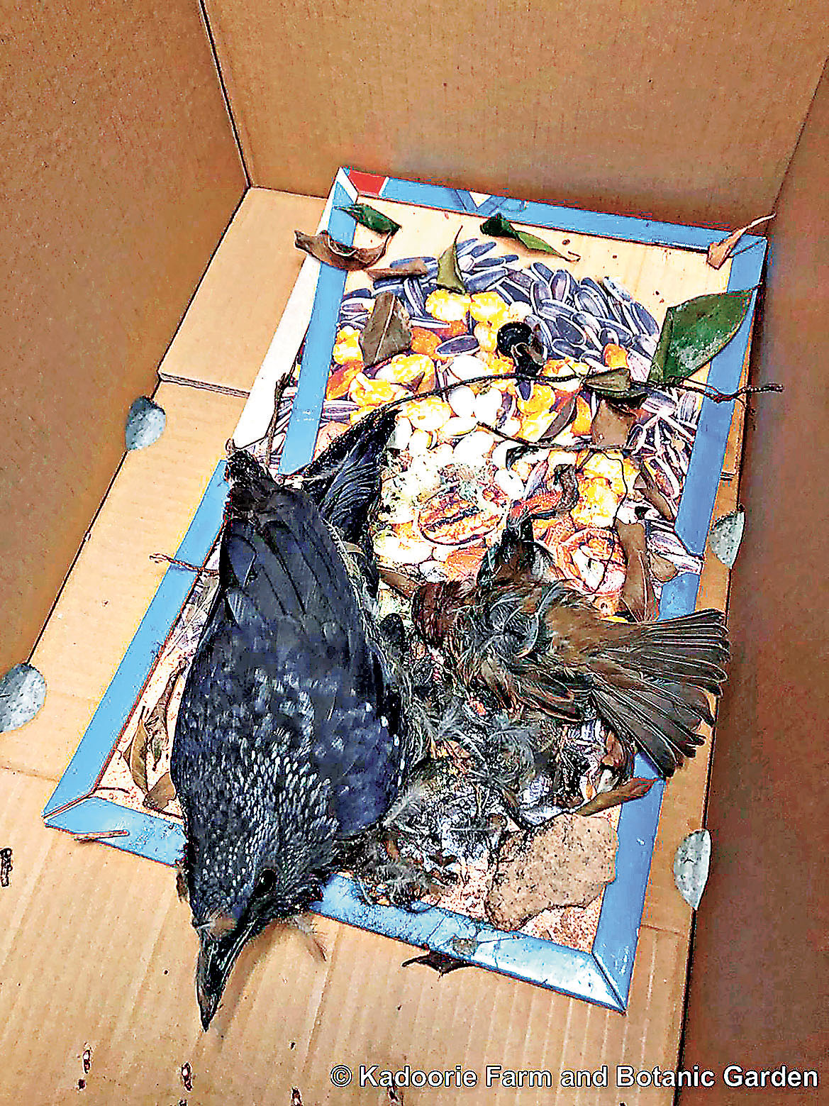 ■老鼠膠是雀鳥常見陷阱，一隻紫嘯鶇與樹麻雀上月被送往嘉道理農場，後者被救時已死亡。