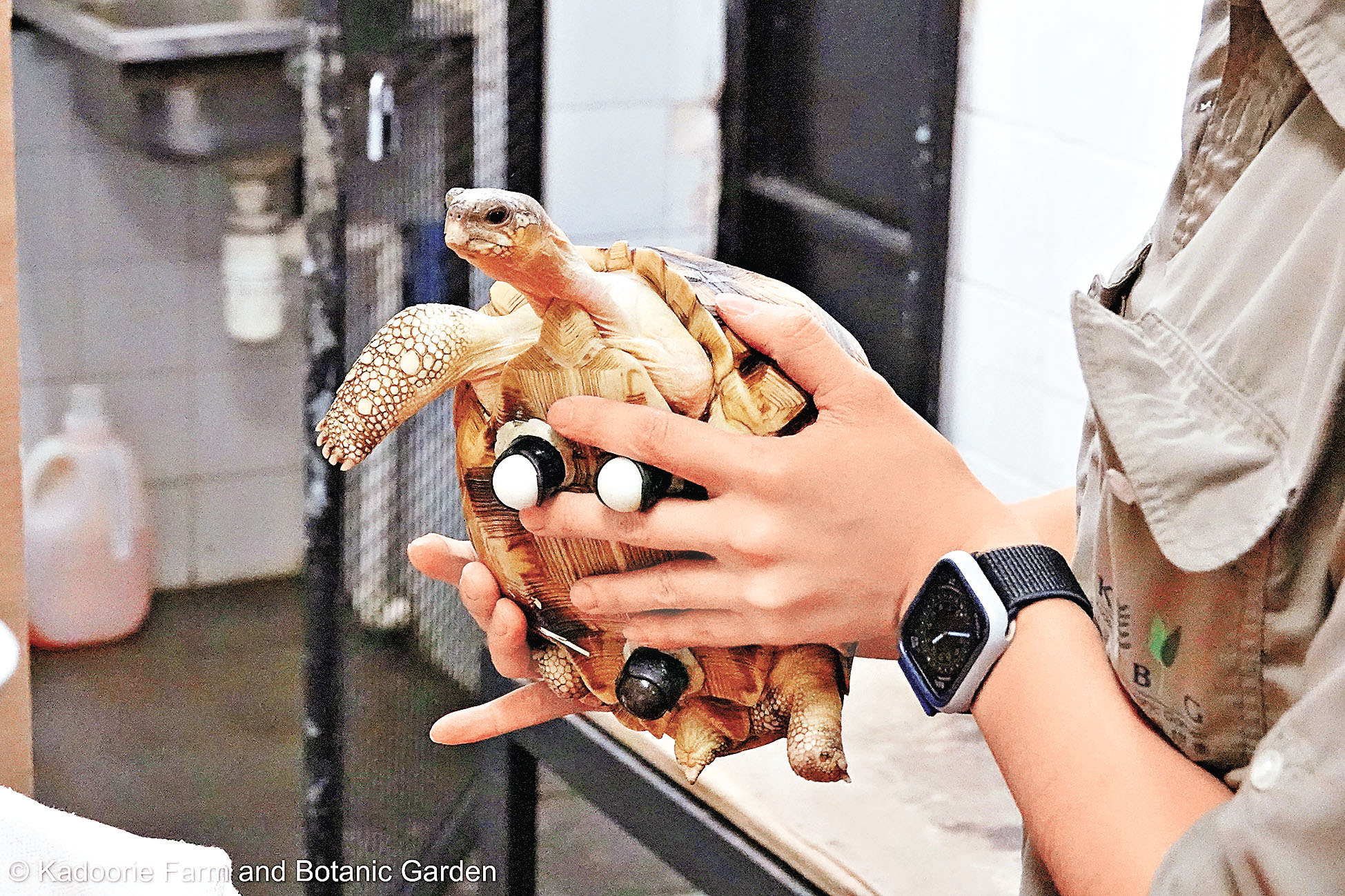 ■失去左前腿的犁頭龜獲裝上滾輪協助行走。