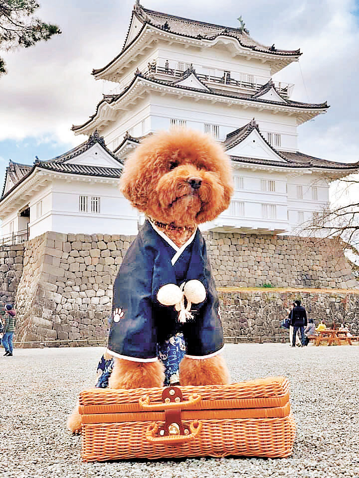 ■日本尚未通關,但有旅行社已提前為寵物入境代辦手續。