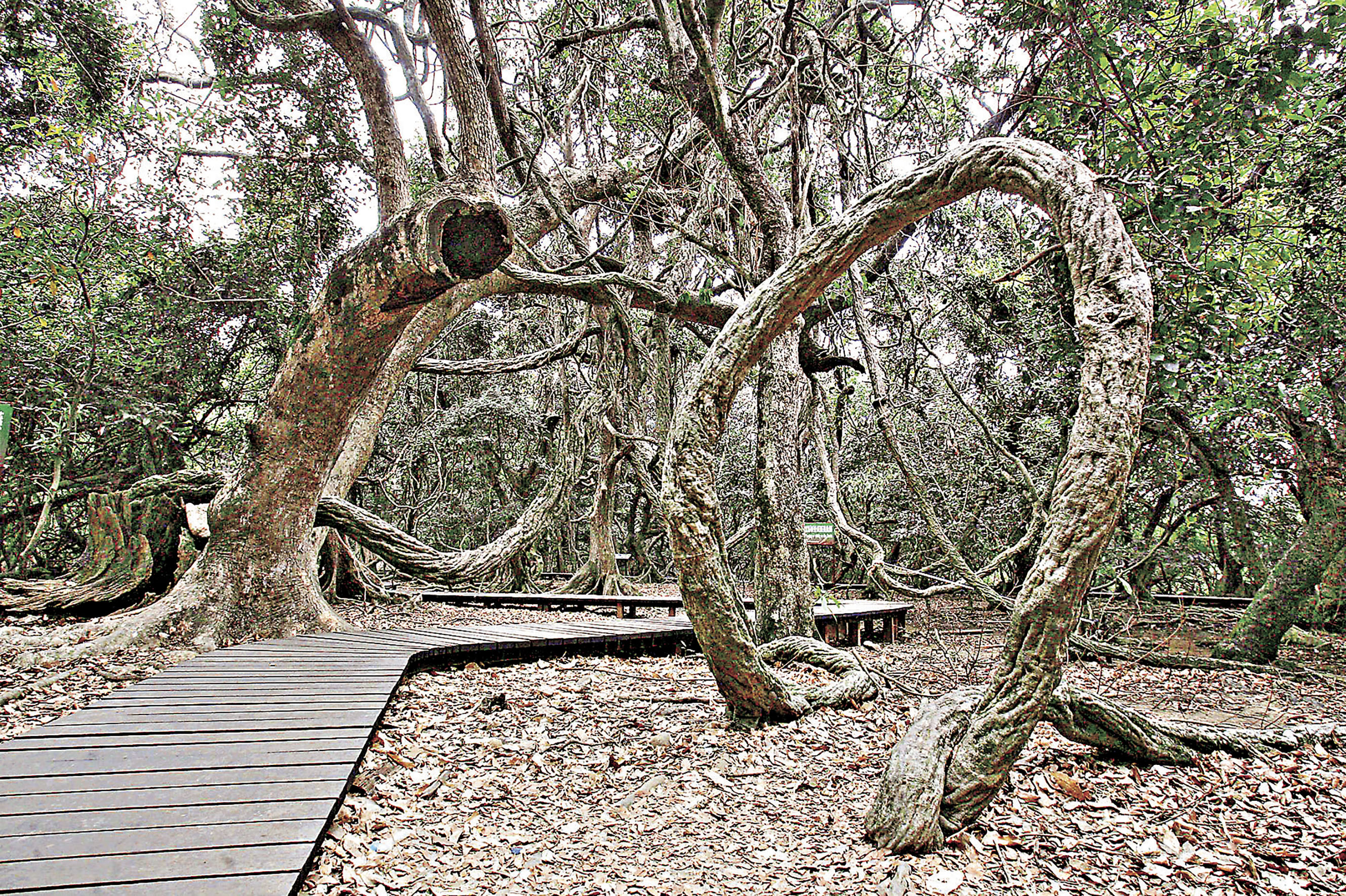 ■荔枝窩村附近的白花魚藤。