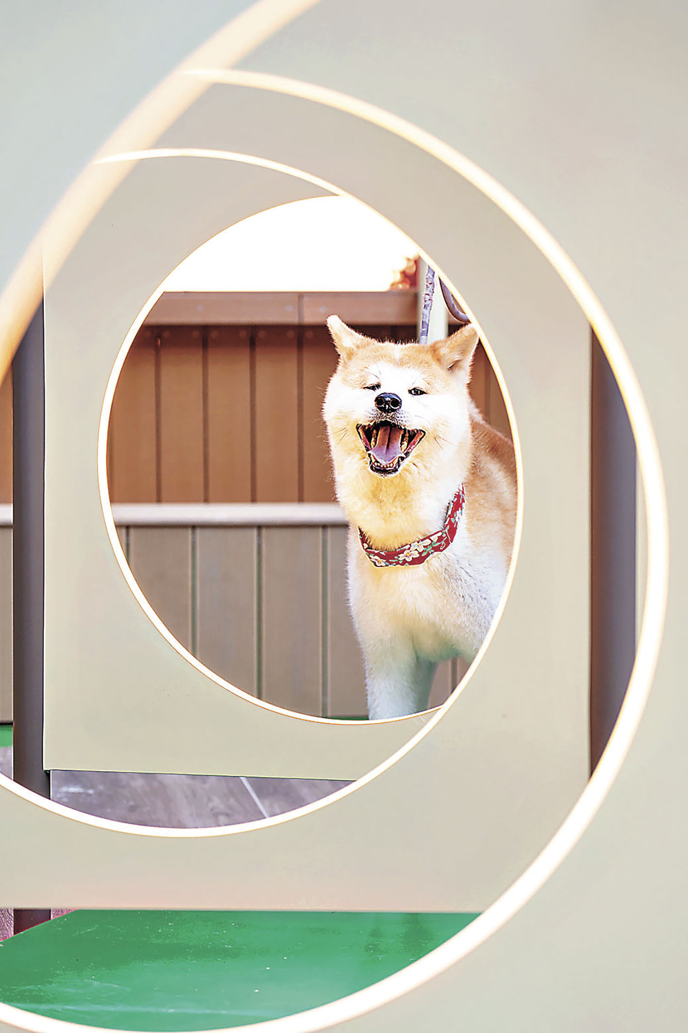 ■「跳圈四連環」可訓練寵物作出跳圈動作。