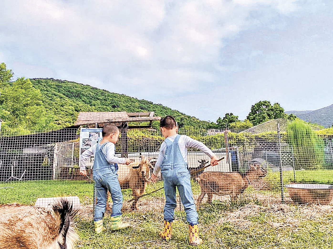 ■貝澳JK Club可到附近農場餵山羊。