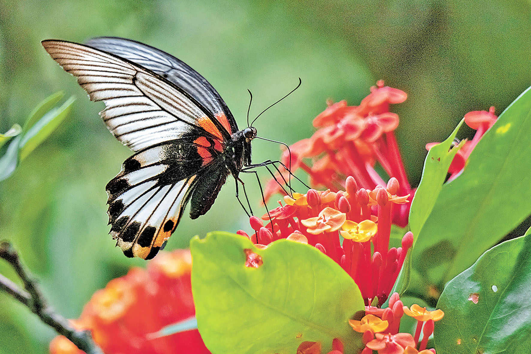 ■園內可欣賞到不同品種的蝴蝶。