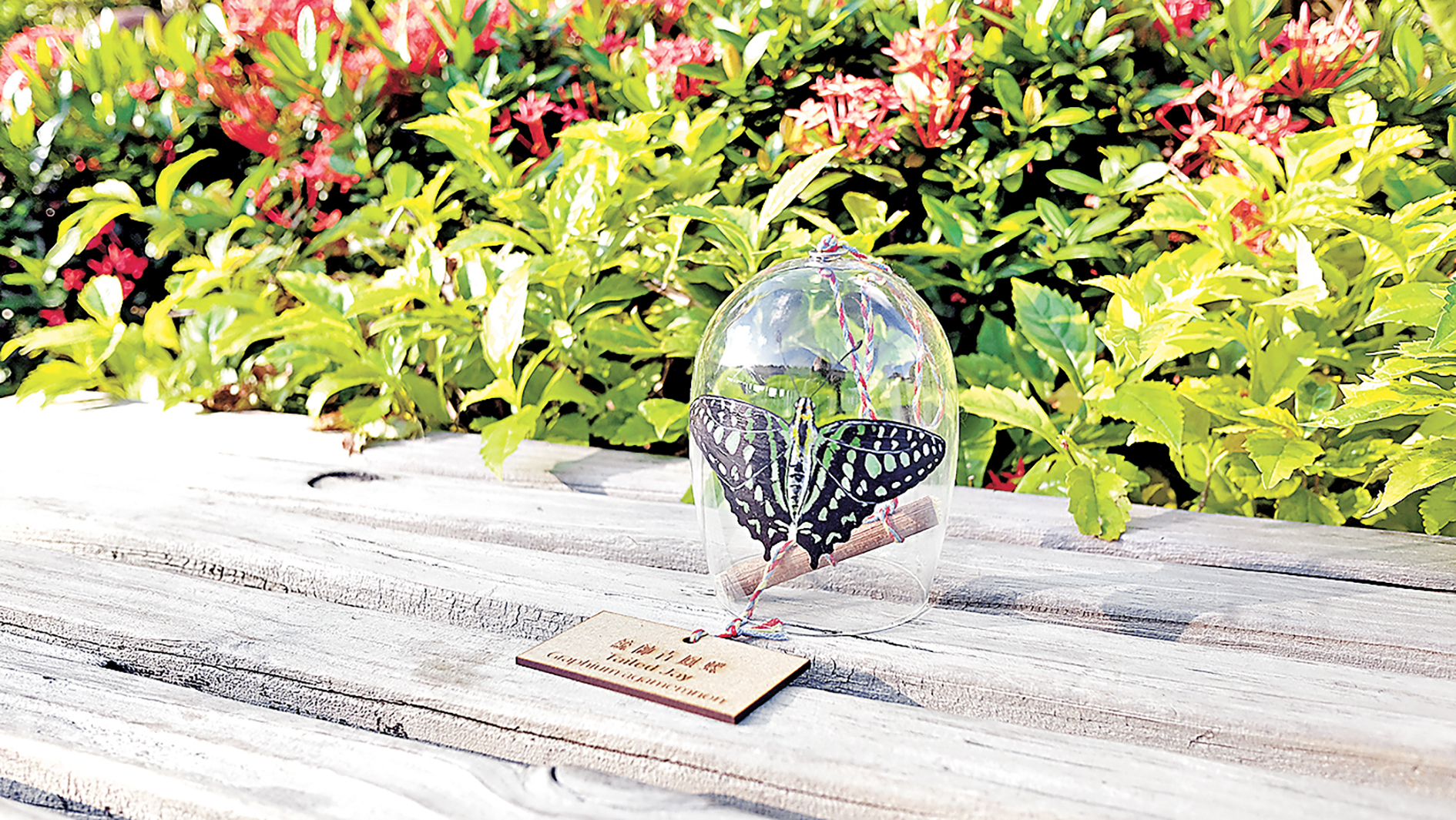 ■繪畫了香港不同蝴蝶品種的風鈴。