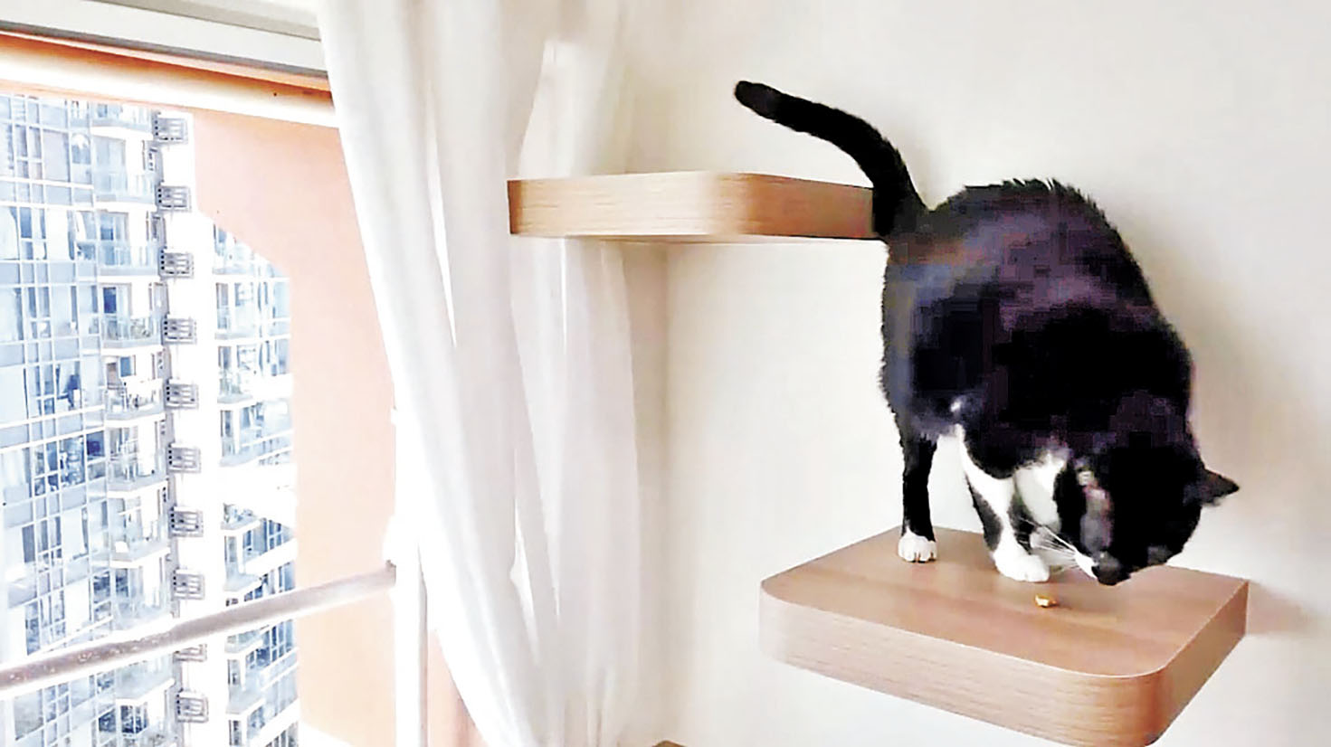 ■ 為主子而設的天梯。