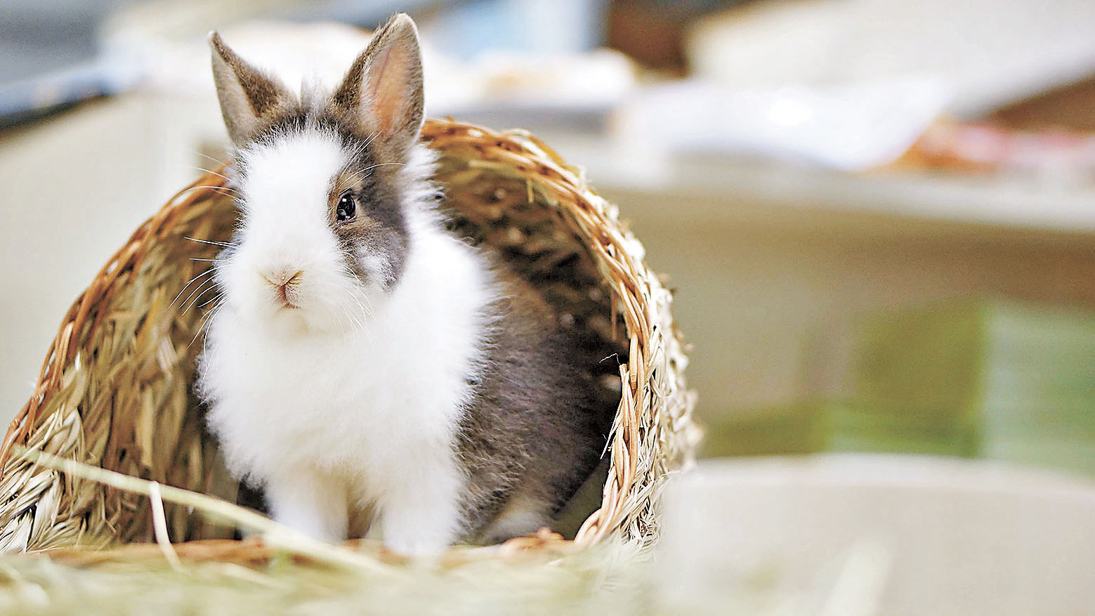 ■除貓狗外,亦可領養兔子及倉鼠等小動物。 資料圖片