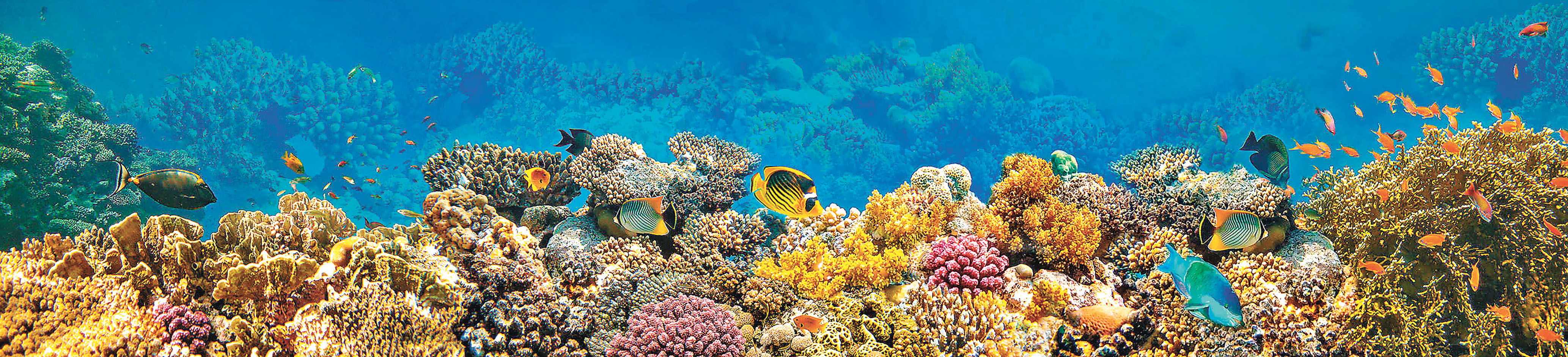 ■很多海洋動植物生長在珊瑚群落中。