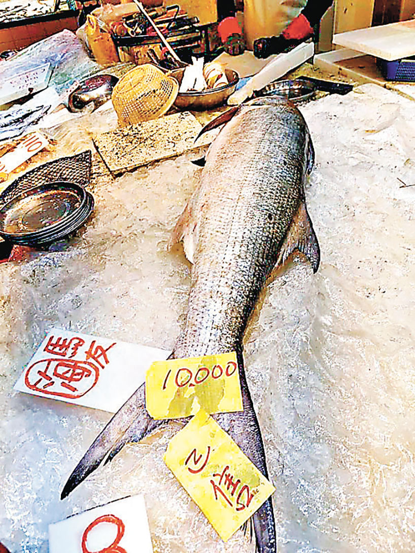 ■標價一萬元的天價馬友已出售。 網上圖片