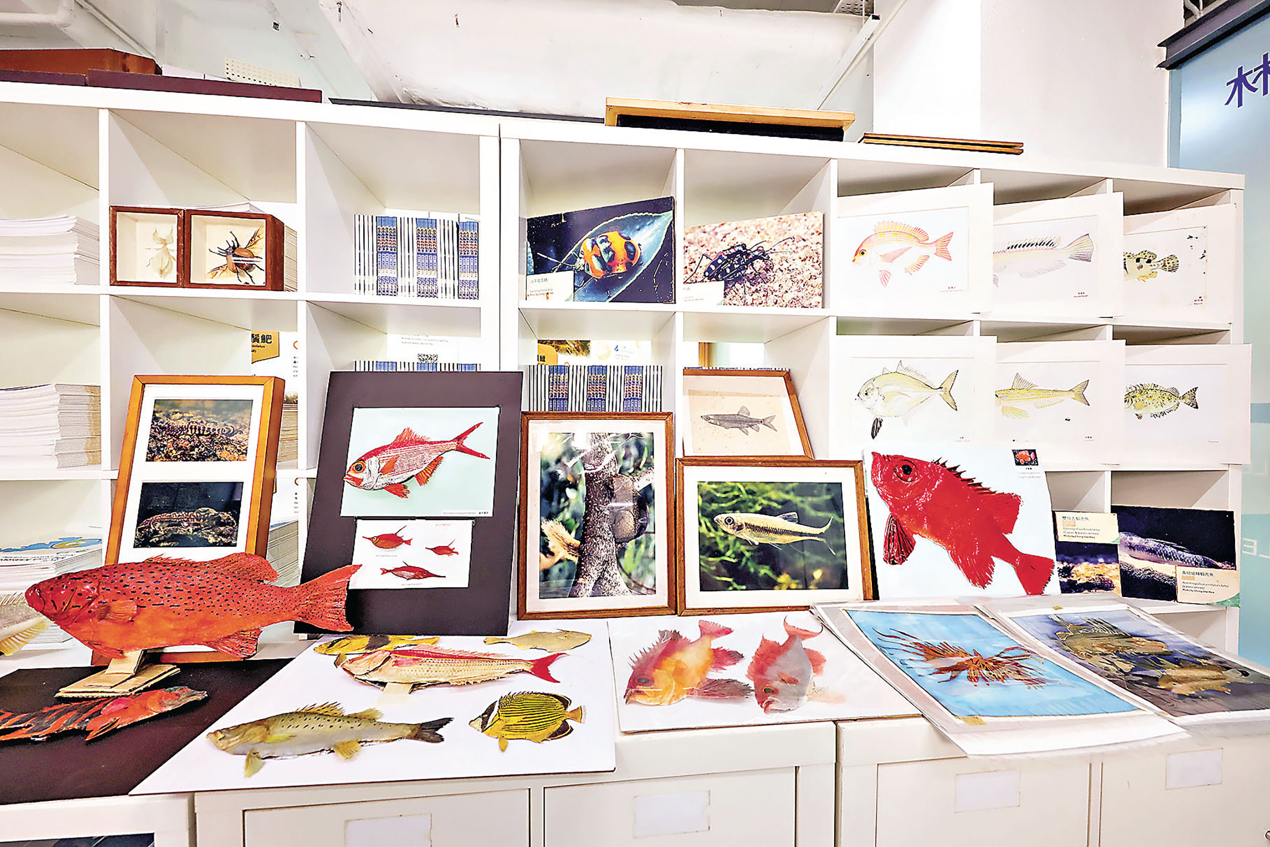 ■標本及資料館推廣魚類研究與知識。