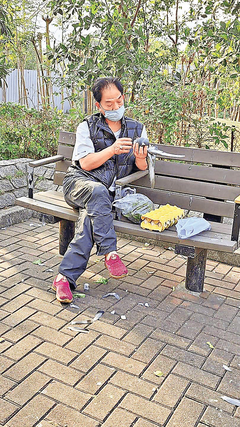 ■中年男子以橡筋紮住鴿子翅膀，再監生拔毛。 網上圖片