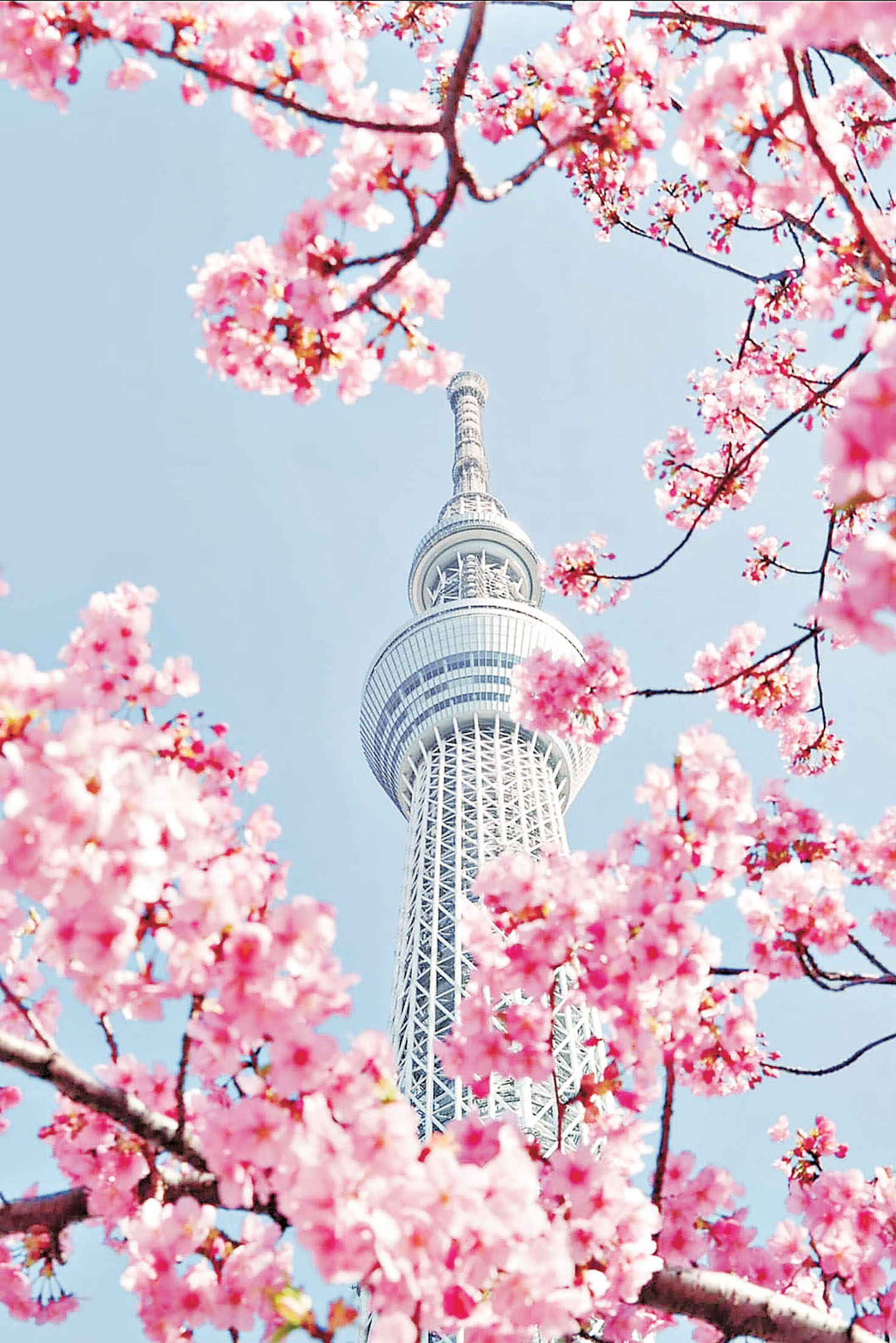 ■東京晴空塔旁的櫻花樹是最佳打卡點。