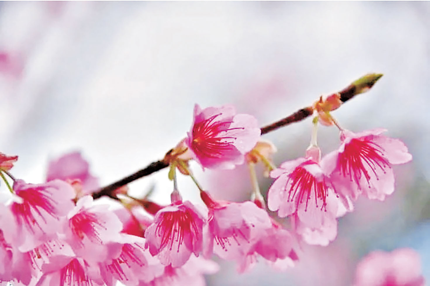■寒緋櫻是日本最早開花的櫻花。