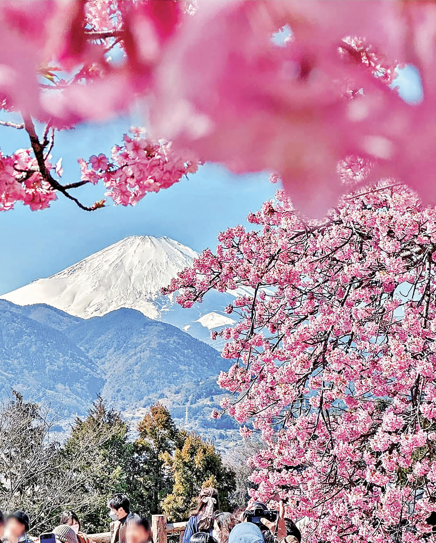 ■到日本可一邊賞河津櫻,一邊遠眺富士山。