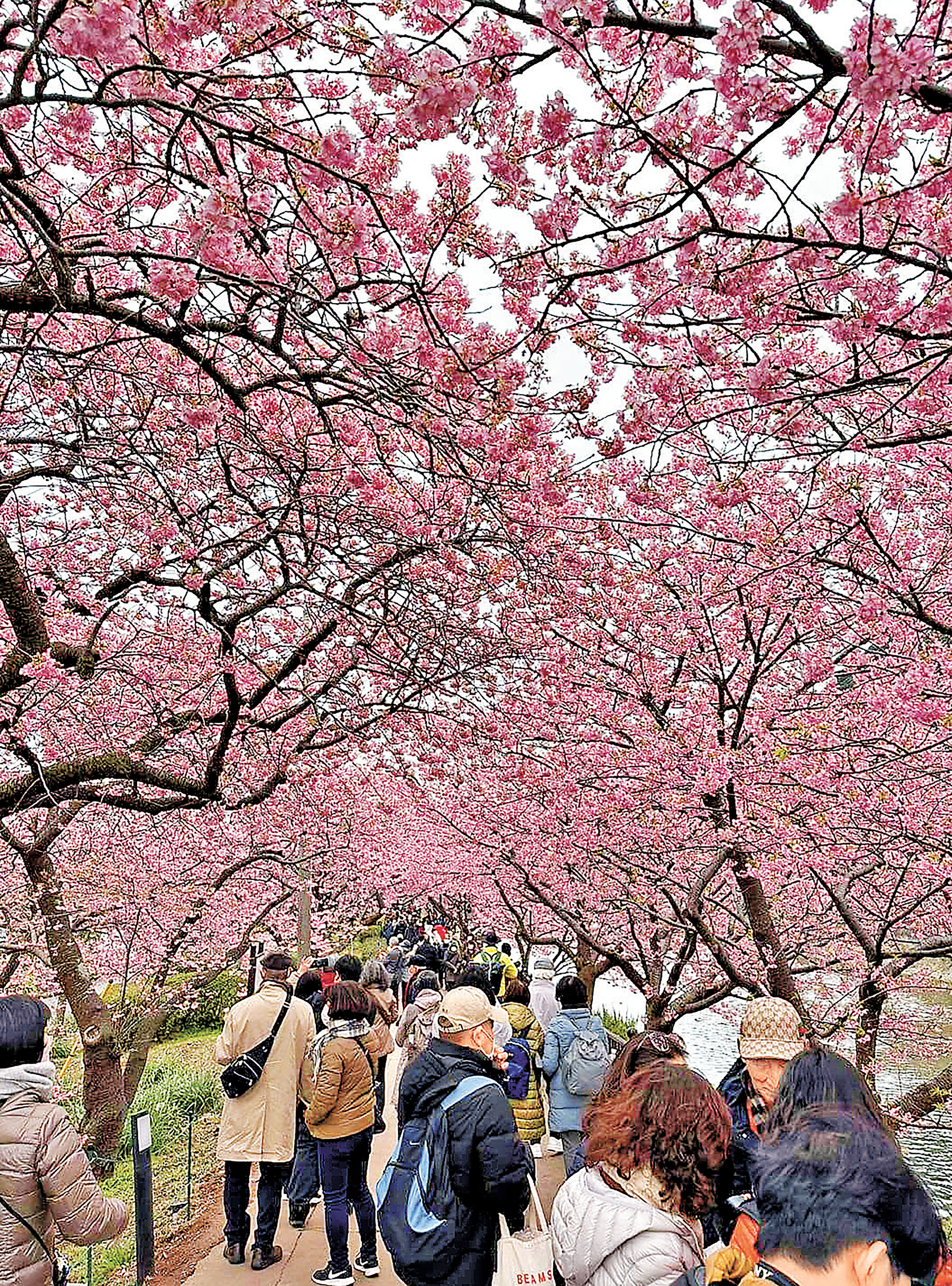 ■河津櫻花祭擠滿了賞櫻遊人。