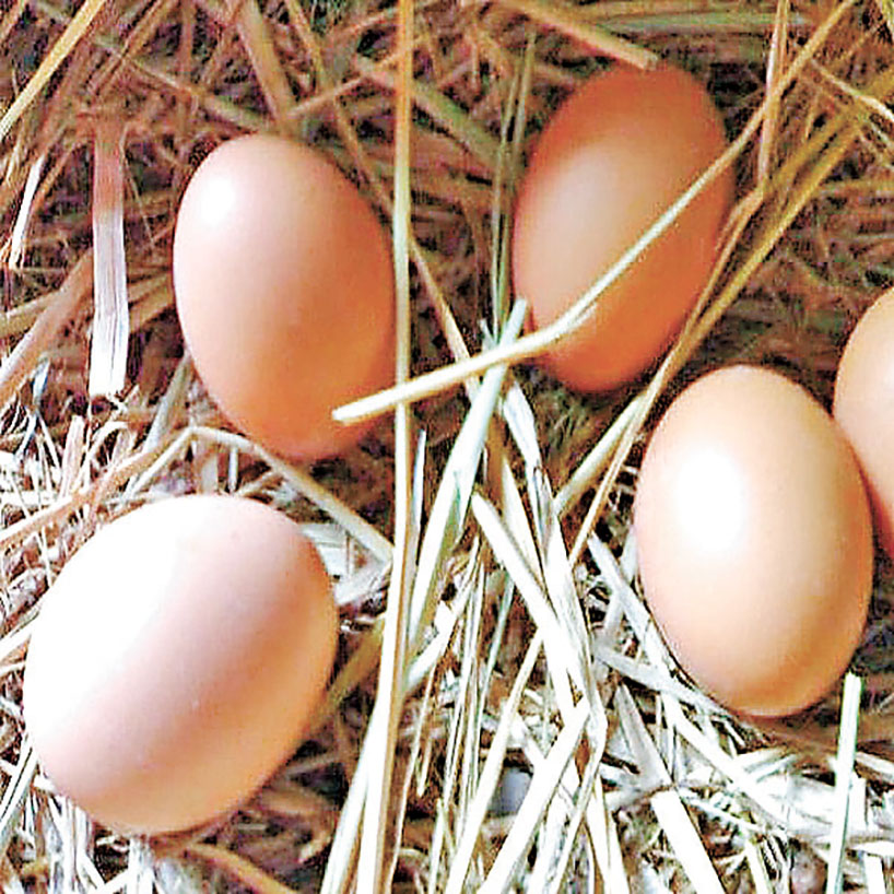 ■山西陵川土雞蛋