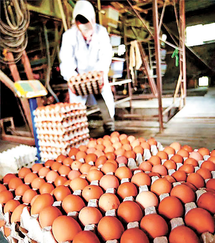 ■遼寧黃沙坨褐蛋