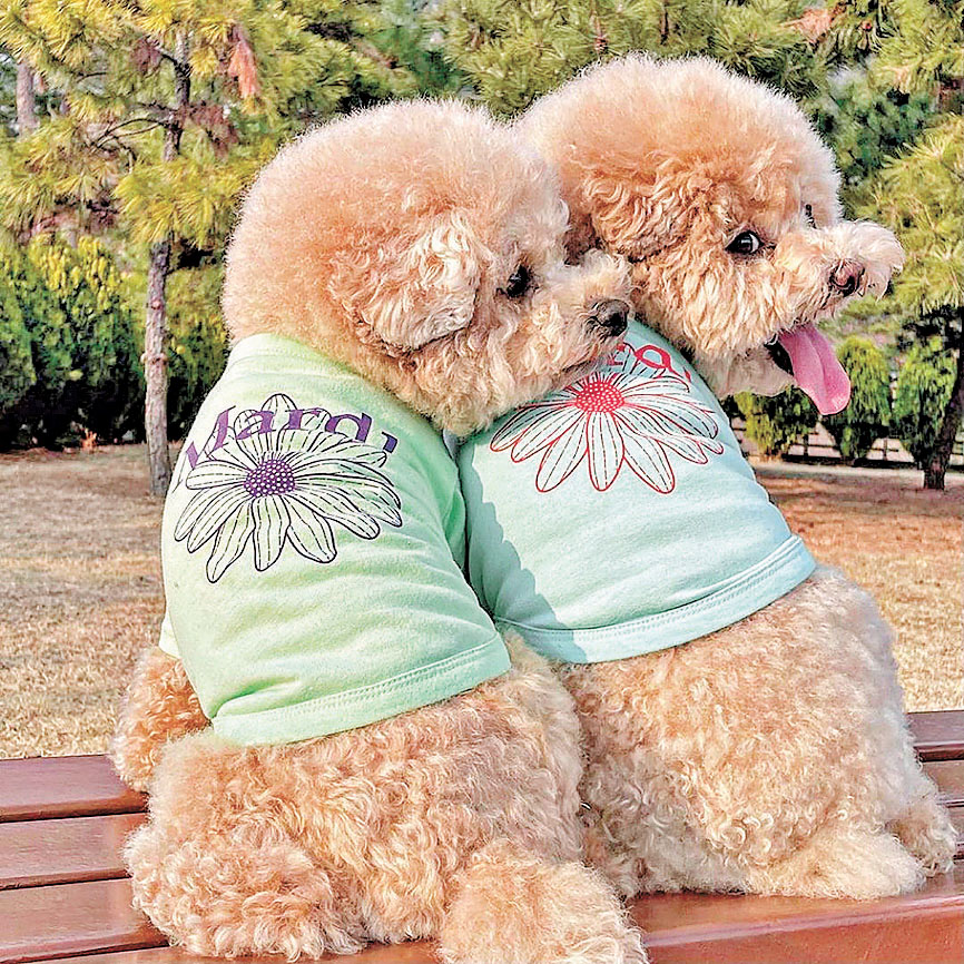 ■毛孩也可以與主人穿親子裝。