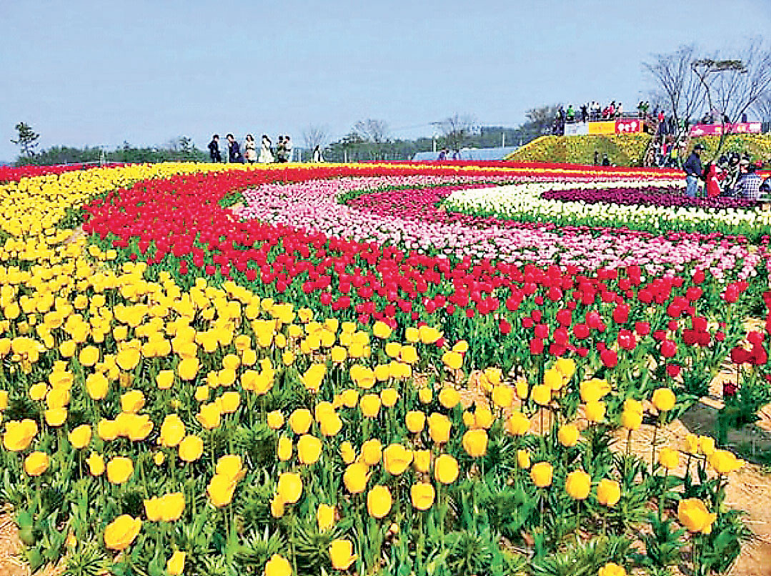■園區內有逾200種鬱金香花卉。