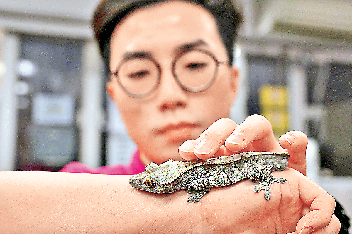 ■協會正為睫角守宮Blue配對新主人。