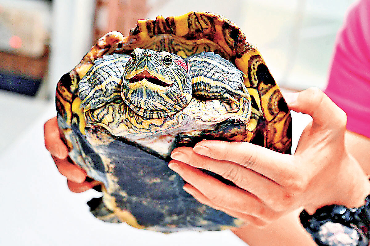 ■巴西龜Tam姐曾因受蛆蟲感染而徘徊生死邊緣。