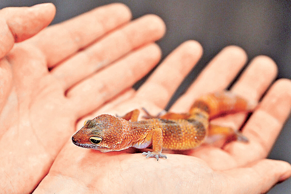 ■協會呼籲市民飼養寵物前三思，承諾能照顧牠們一生。