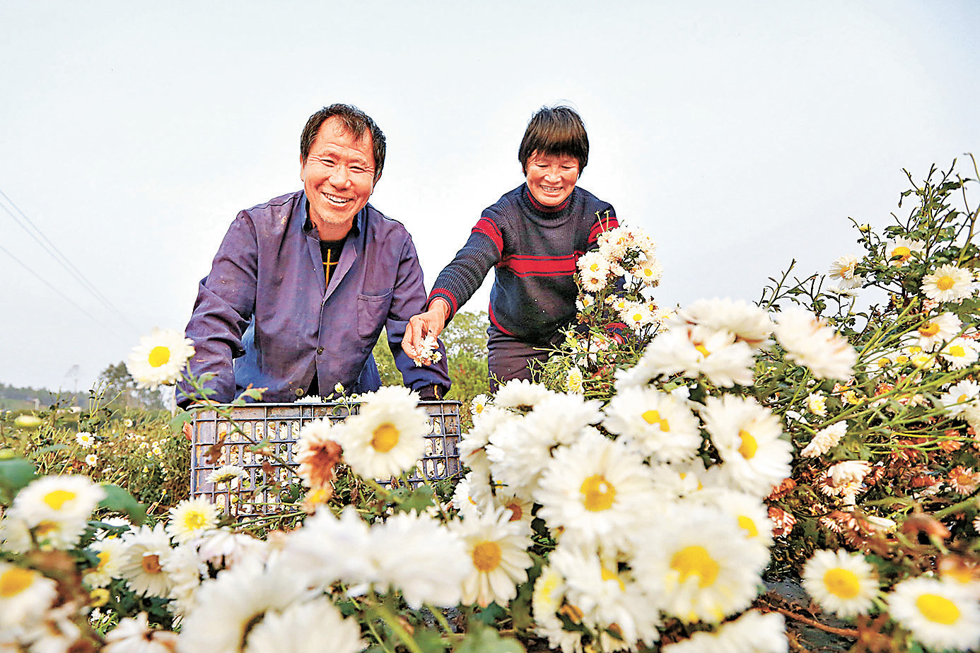 ■農民在藥材基地忙碌。