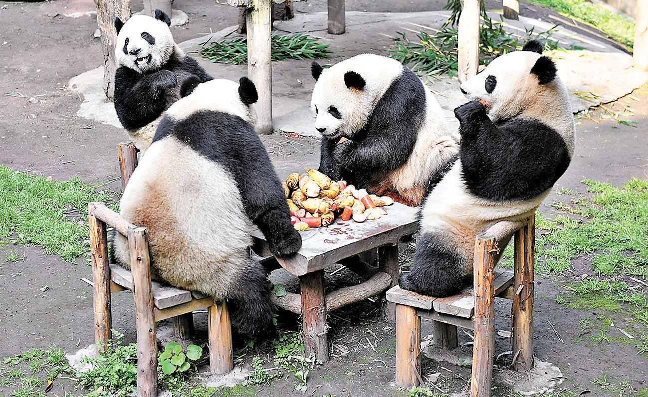 ■重慶動物園四隻大熊貓享用美食。