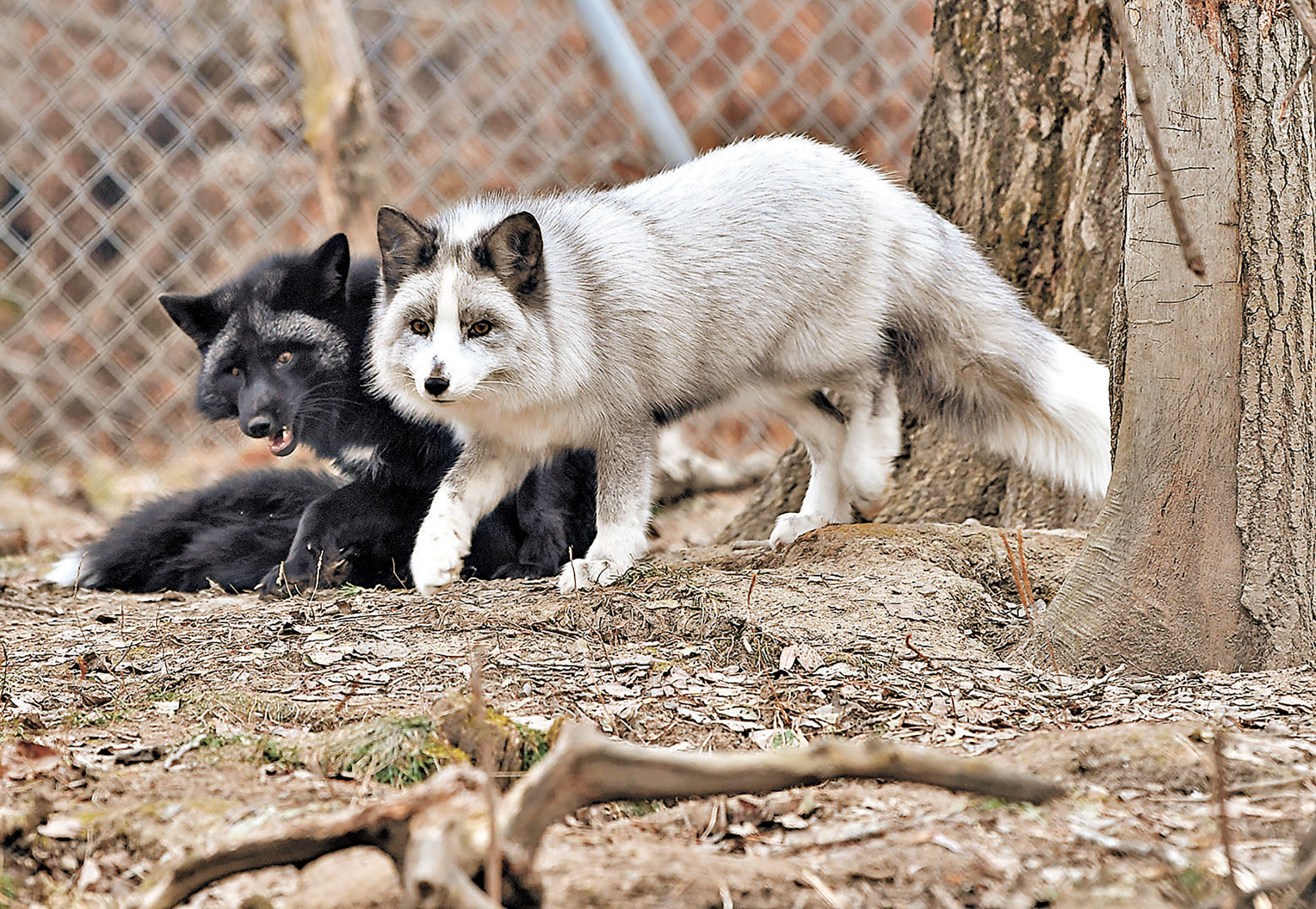 ■狐狸生性狡猾，且具攻擊性。    資料圖片