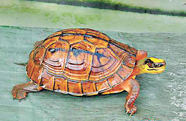 ■野生金錢龜屬瀕危動物。    網上圖片