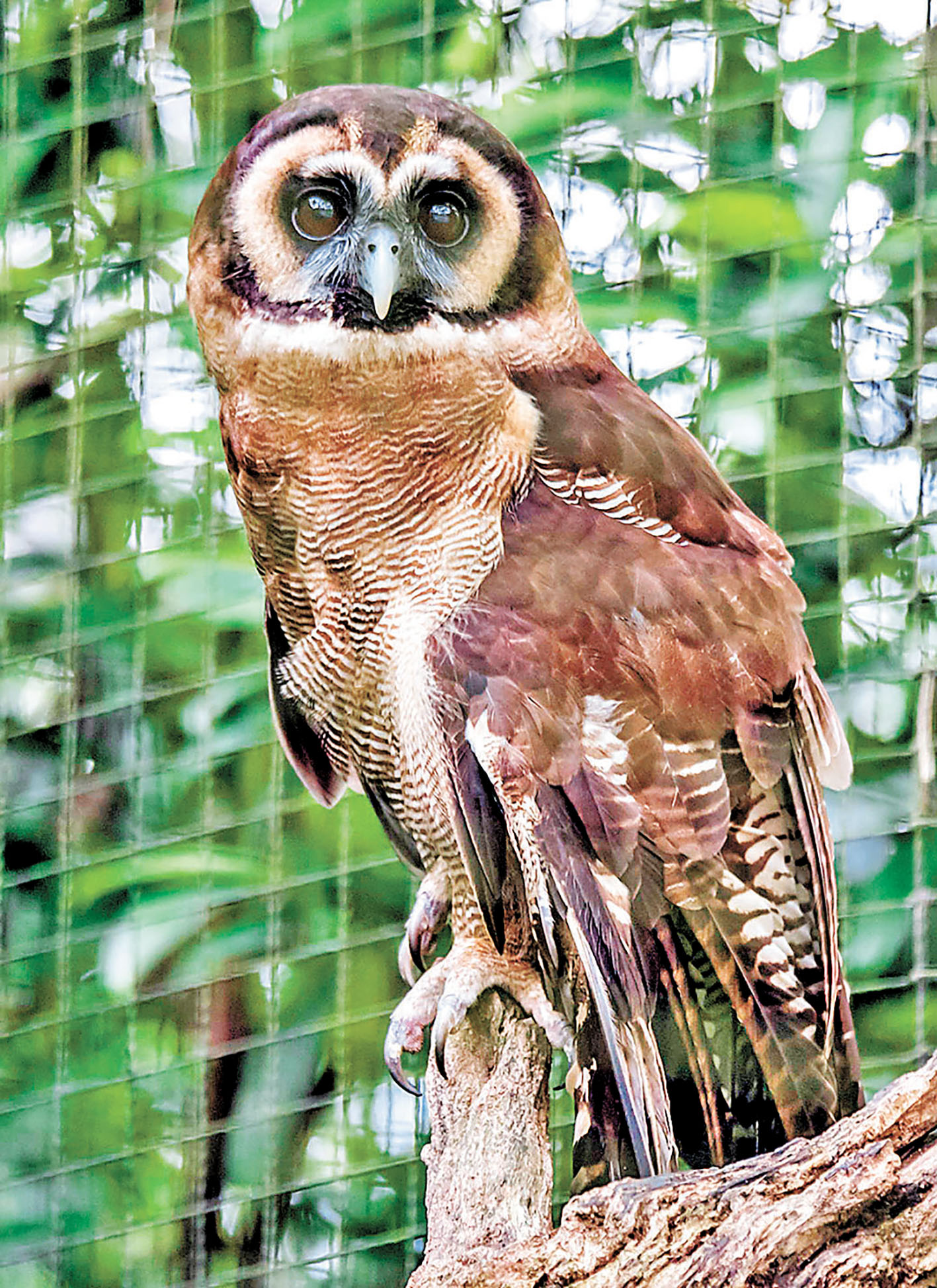 ■貓頭鷹外表可愛，但其實屬於猛禽。    資料圖片